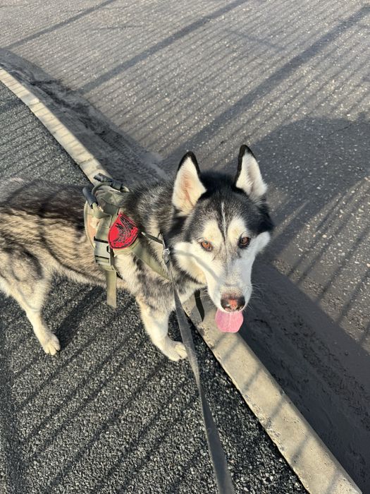 Отдам хаски в добрые руки