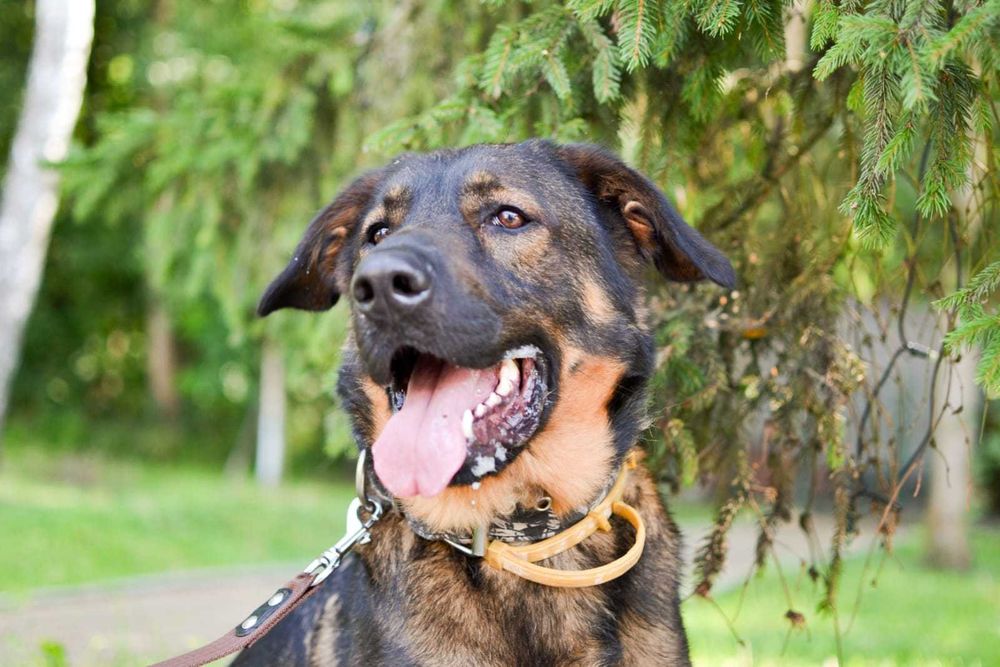 Młody zjawiskowy Simba szuka domu