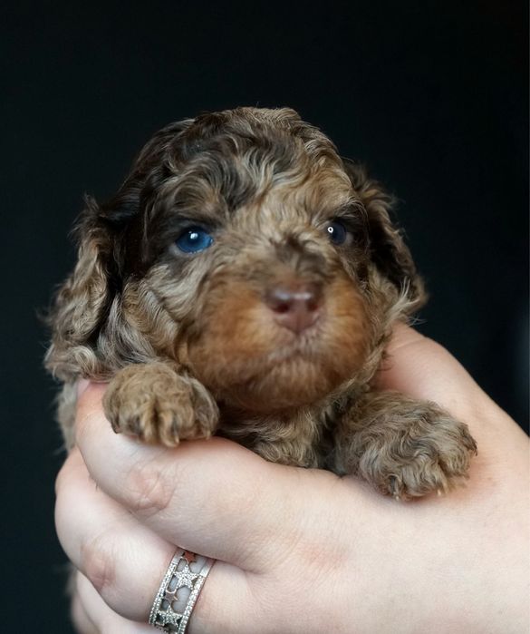 Різнобарвні Той Пулеля та Кавалер Кінг Чарльз