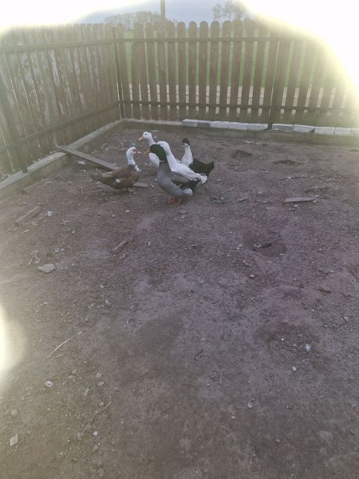 Sprzedam Kaczki i gęsi