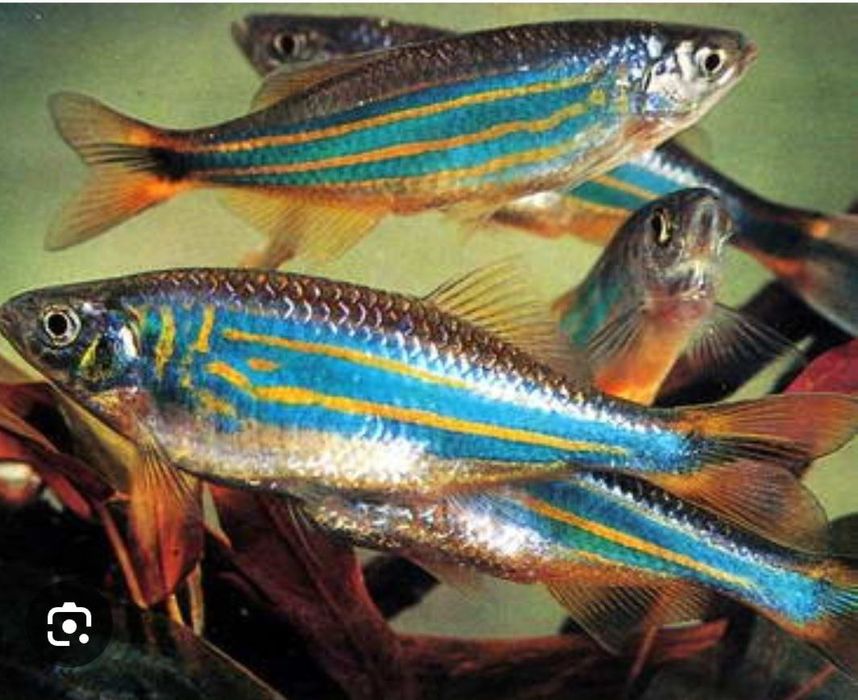 Даніо Малобарських