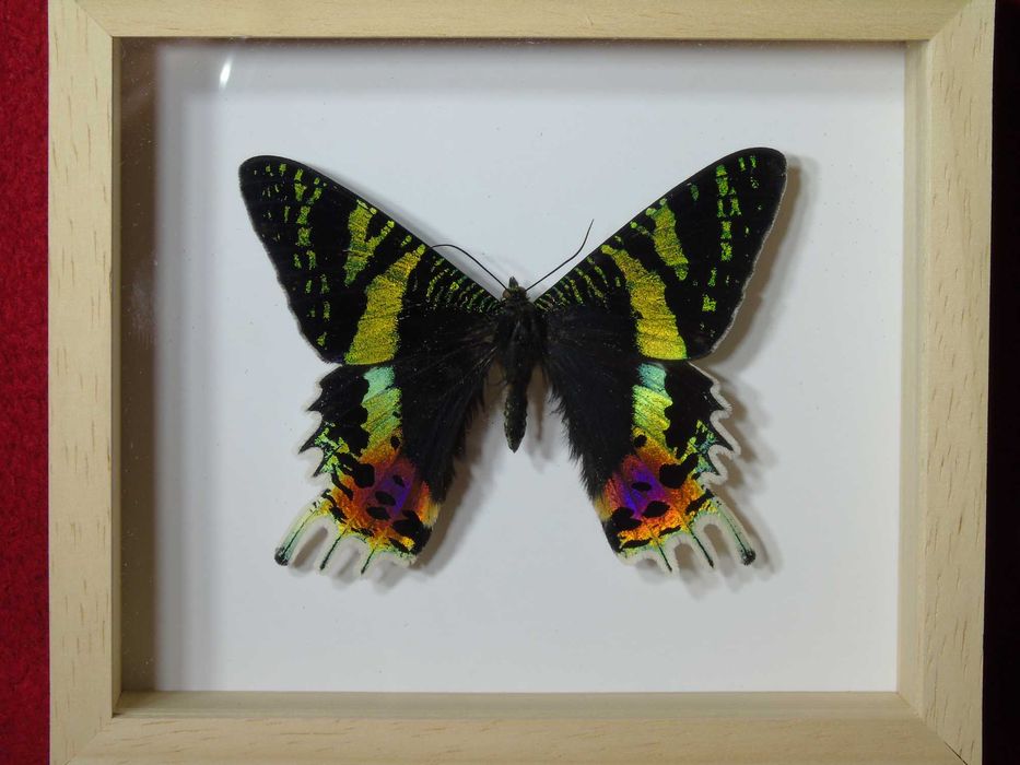 Motyl w ramce 12 x 10 cm . Urania ripheus .