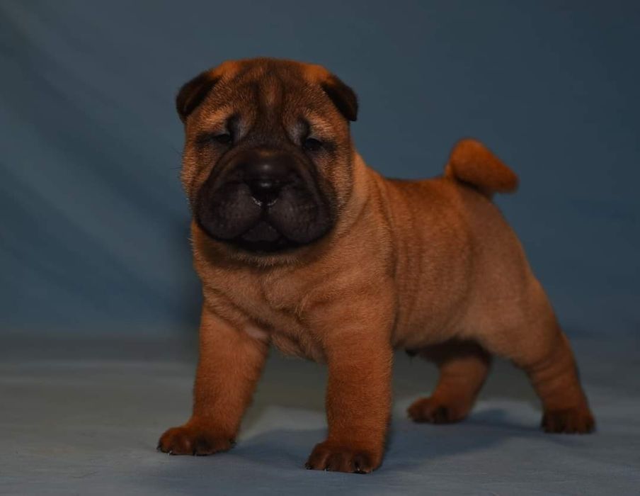 Szczenięta  щенки шарпея.  Можно зарезервировать.