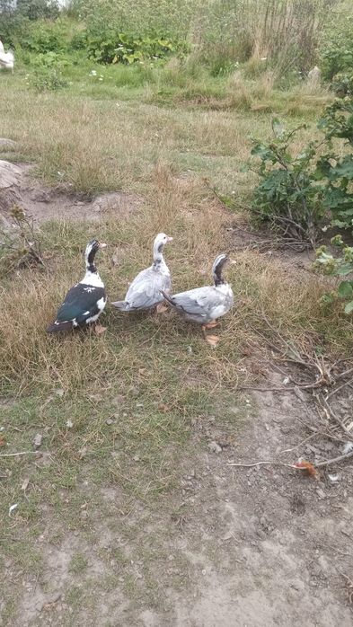 Продам мускусні качки (індокачкі)