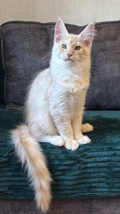 Кошеня Менй Кун хлопчик