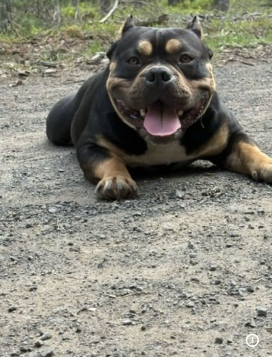 Suczka American Bully Pocket