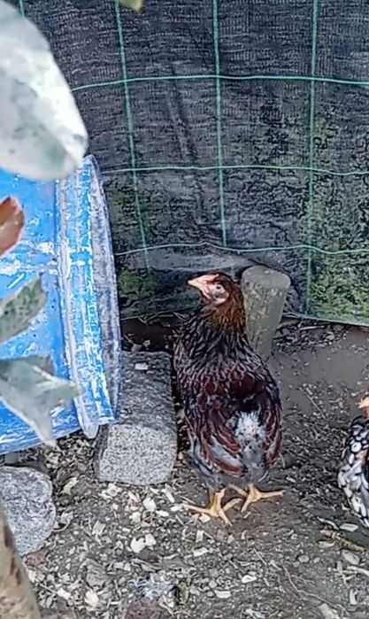Wyandotte macho azul 3 meses e fêmea cinza cruzamento