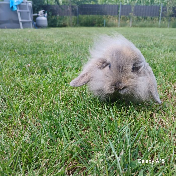 Królik miniaturka mini lop teddy