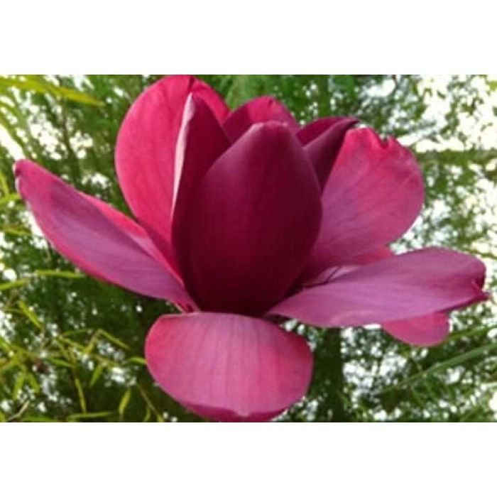 Абрикоса Ківі Лохина Яблуня Інжир Хурма Персик Магнолія Сакура Піон