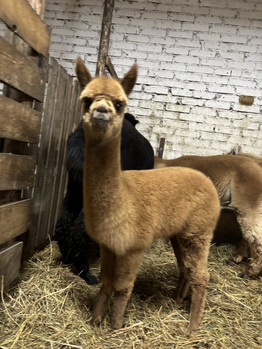 Samica Alpaki Huacya