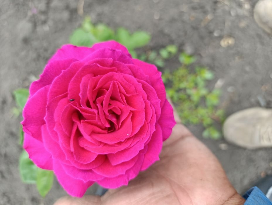 Продажа Роз сажанцов