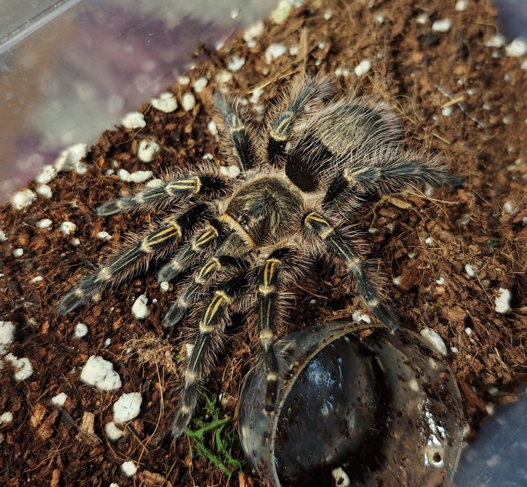 Ptasznik ptaszniki pająk sprzedam Grammostola pulchripes SAMICA DLA POCZĄTKUJĄCYCH