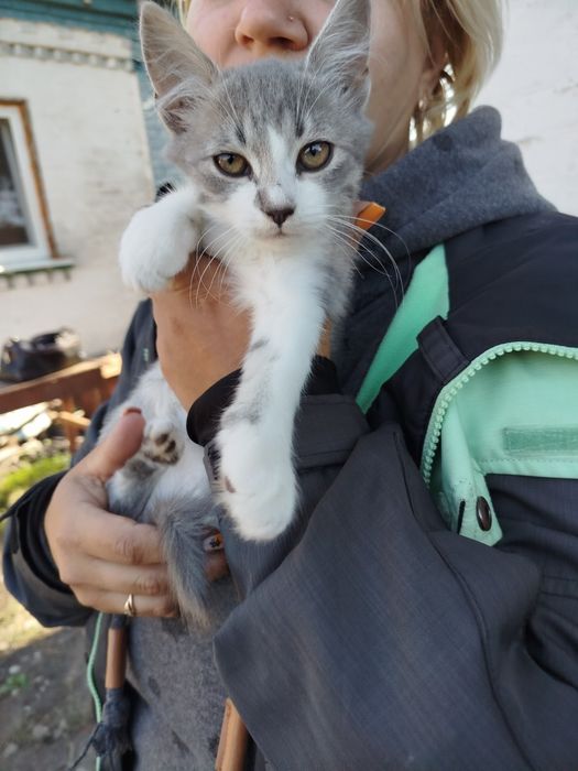 Віддам кошенят 3х місячних