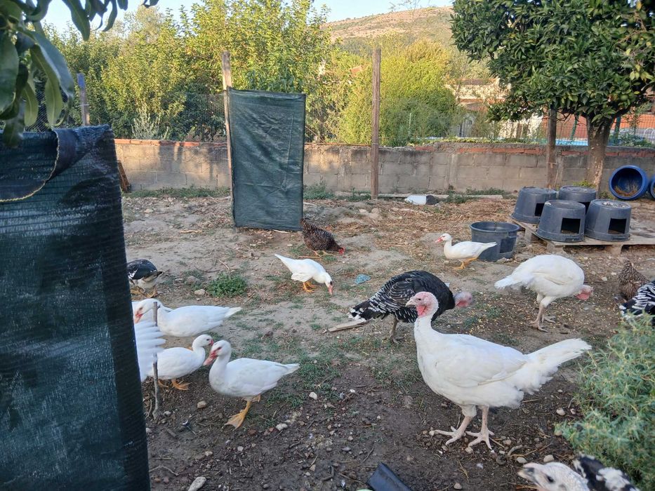 Patos mudos do campo