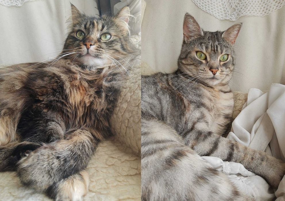 Koci dwupak do Adopcji kotki dorosłe wykastrowane Matylda i Franciszka