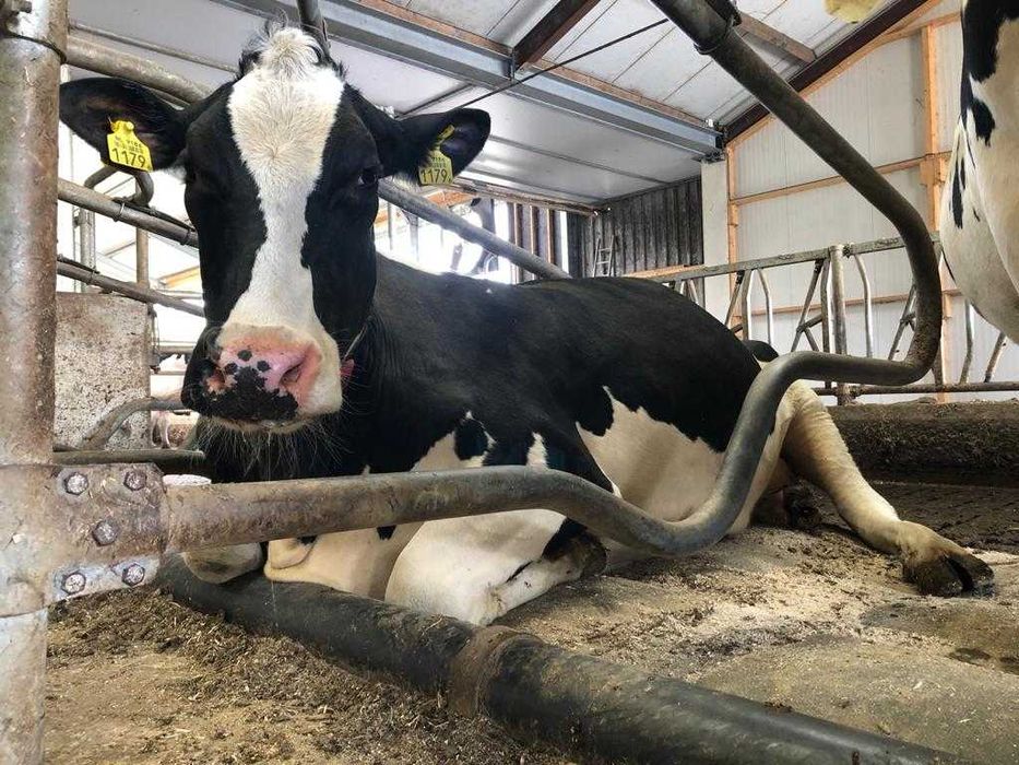 Preparat do produkcji materacy słomianych, Lider dezynfekant 950kg