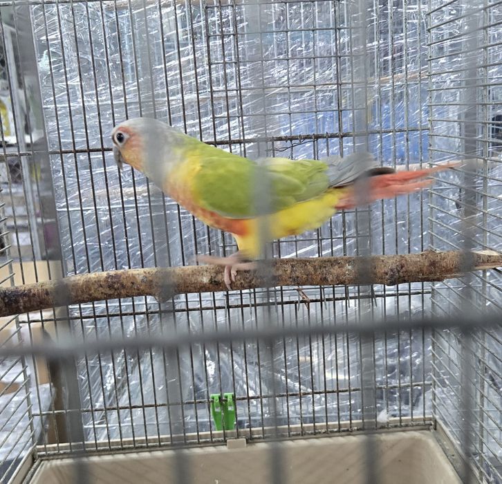 Sprzedam Aleksandrette