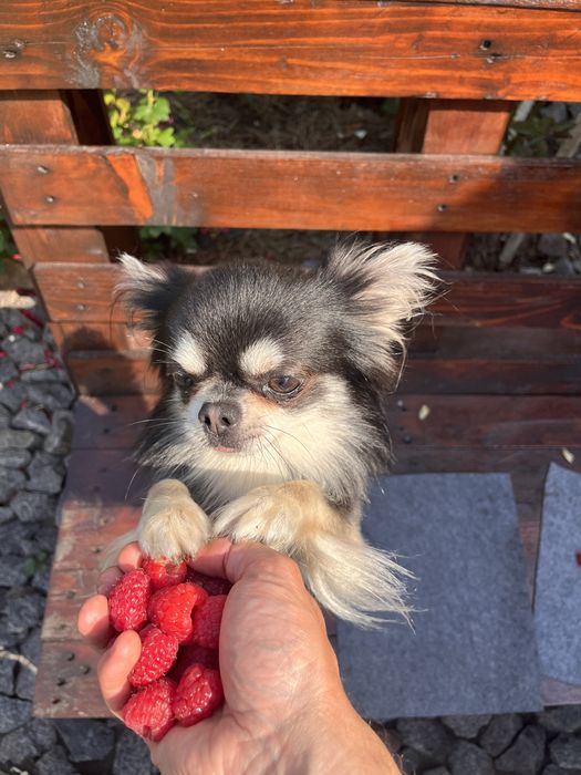 Вязка Чихуа хуа редкий окрас