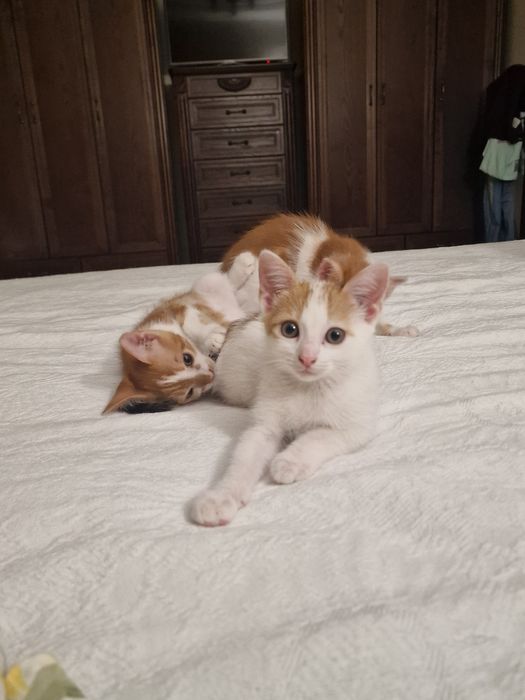 Кошенята в добрі руки