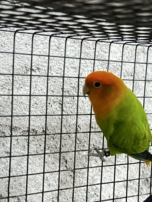 Agapornis Roseicollis 2025 Macho