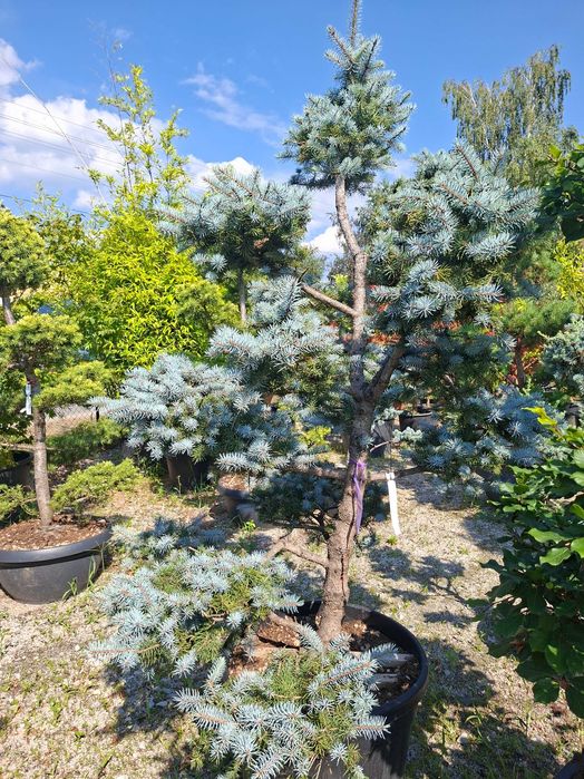 Bonsai m.in. z sosny 'Watereri', DUŻE OKAZY
