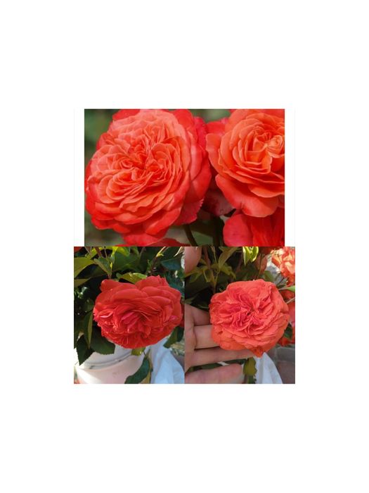 Саджанці троянд .