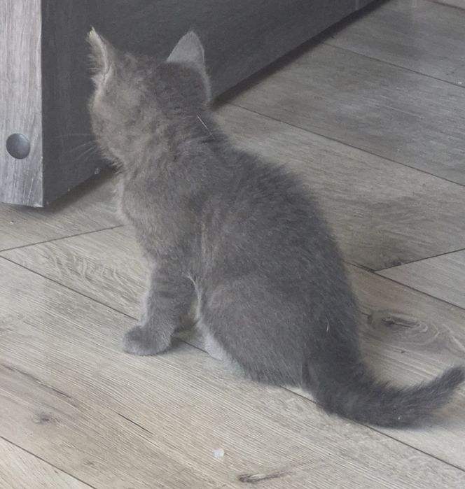Кошенятко котик киця