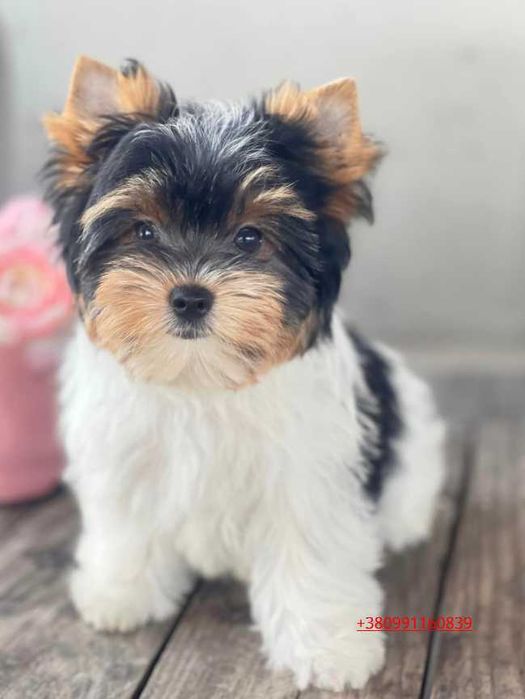 Цуценя якісного розведення Бівер-йоркширський тер'єр