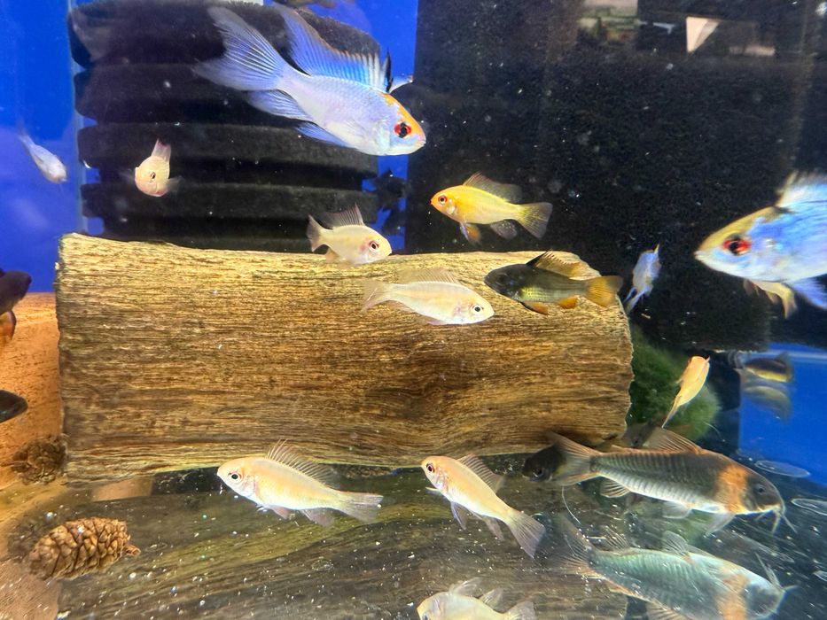 Ramireza Electric Blue