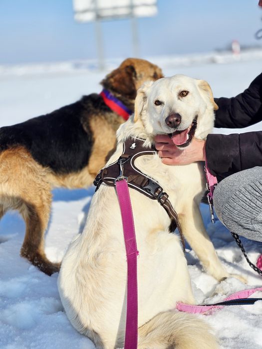 Biała piękna sunia