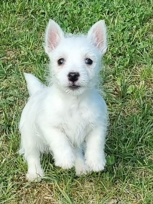 West Highland white terrier- szczenię