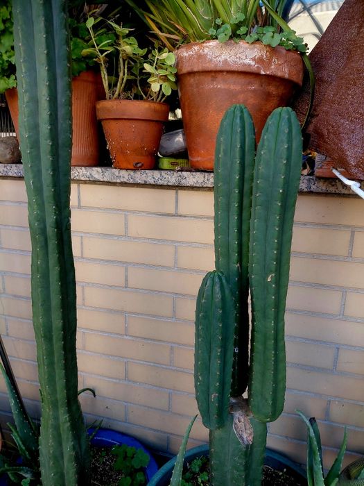 Catus S.Pedro. Vendo