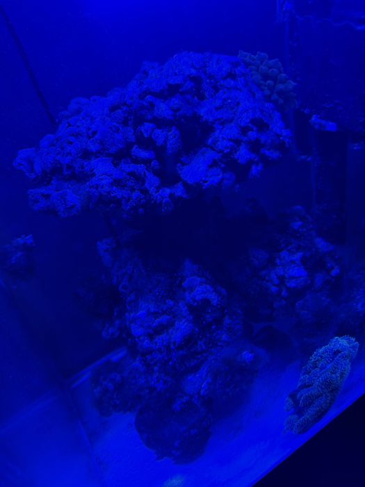 Żywa skała akwarium morskie