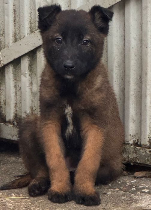 Pastor belga malinois