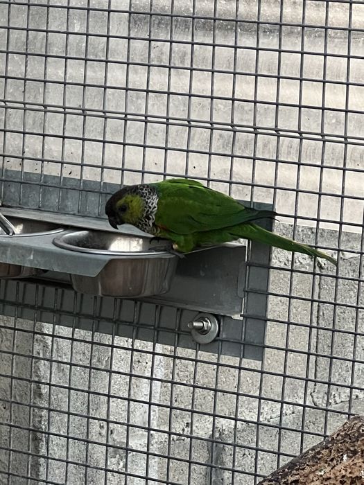 Phyrrura rupicola femea 2021