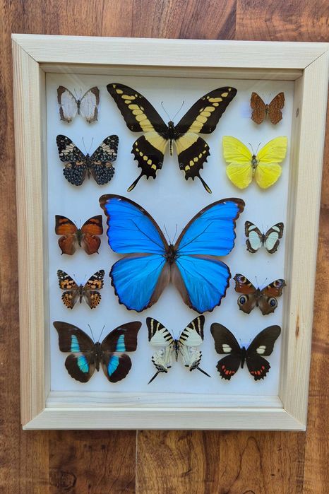 Gablotka motyle Morpho godarti didius Papilio Cyrestis i inne na ścianę