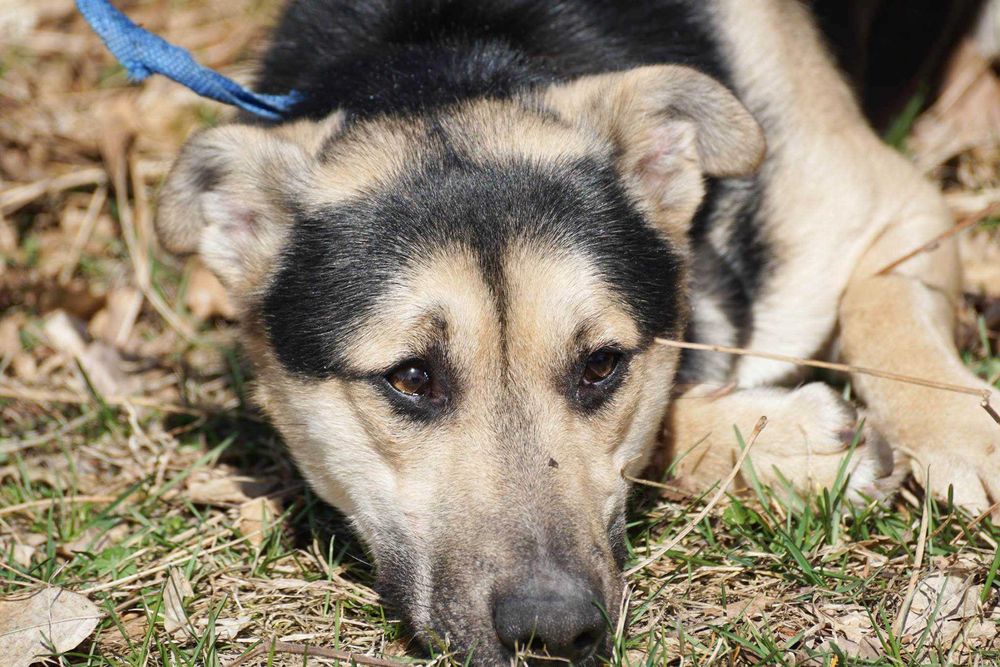 AKCENT - starszy pies prosi o dom