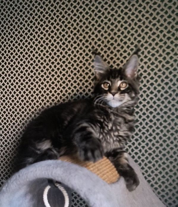 Котенок Мейн Кун