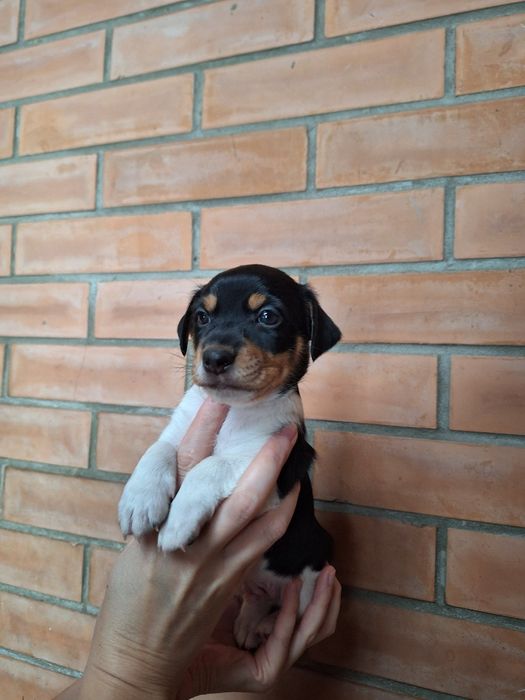 Продам хлопчика Джек Рассел тер'єр