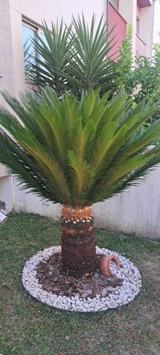 Palmeira Cyca 1,80m