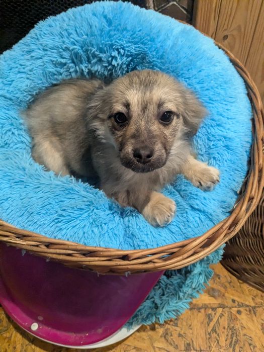 Цуценя у добрі руки