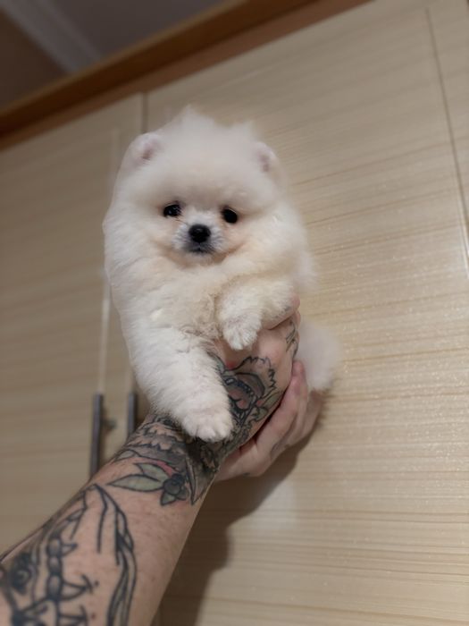 шикарний Ведмедик шоу класу