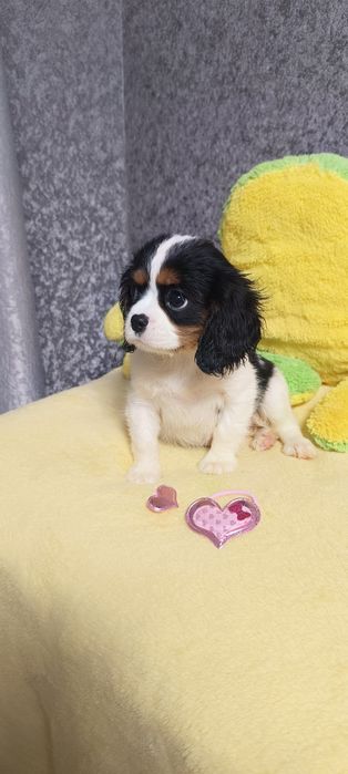 Кукольная девочка кавалер кинг чарль-спаниель