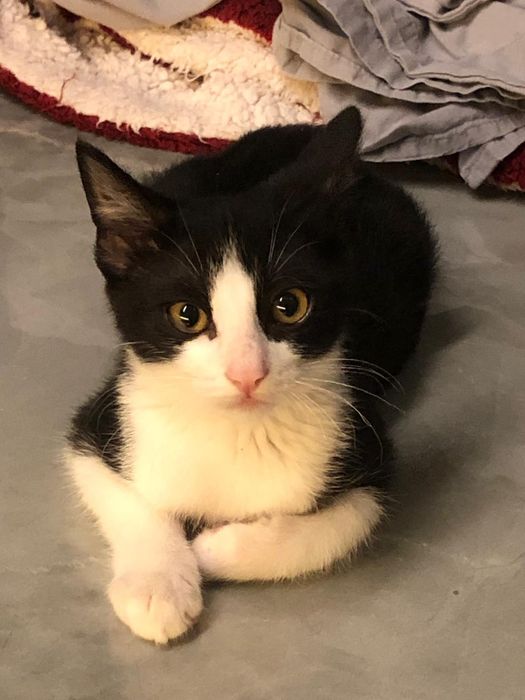 Gatinho preto e branco 2meses muito muito meigo