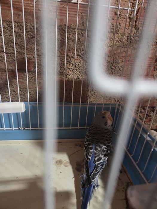 Periquito com gaiola