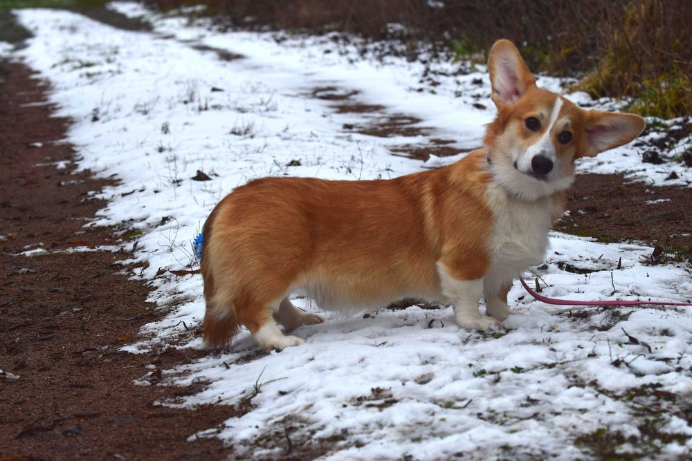 Цуценята вельш коргі пемброк