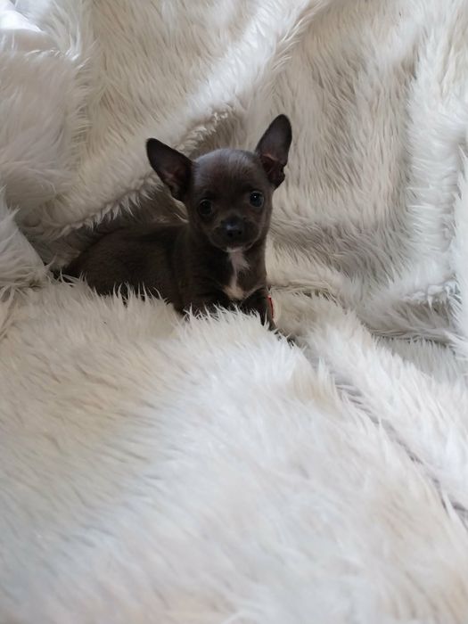 Chihuahua malutki piesek !
