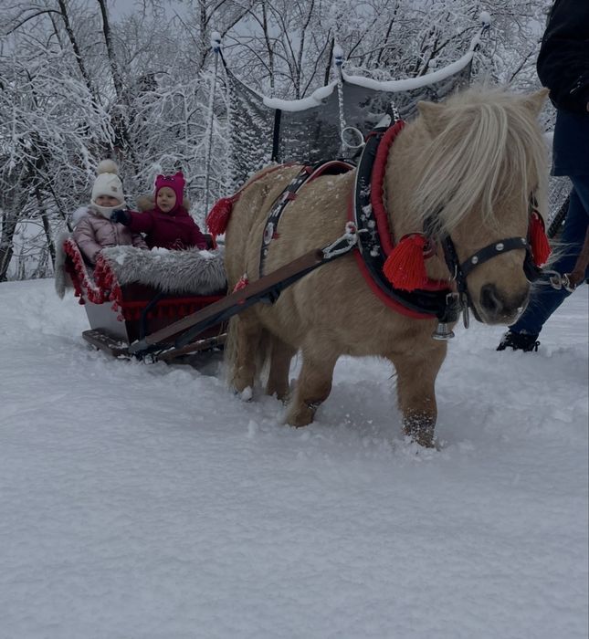 Sanie dla kucyka. solidne starannie wykonane