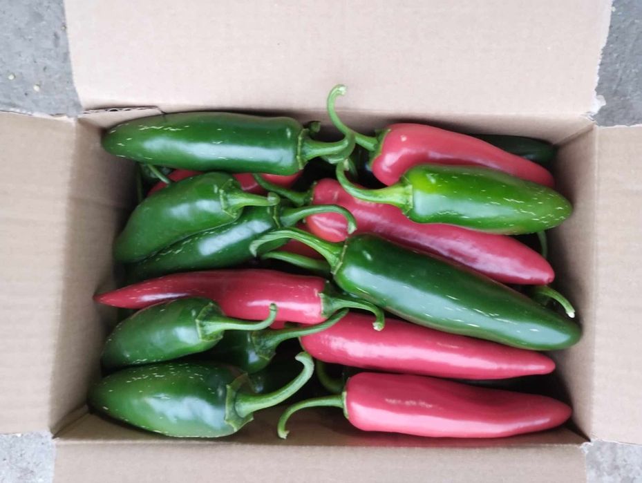 Papryka Jalapeno