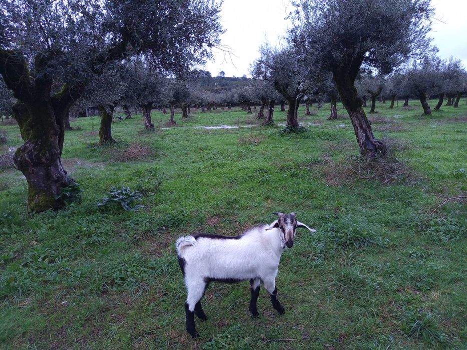 Cabritos raça serpentina